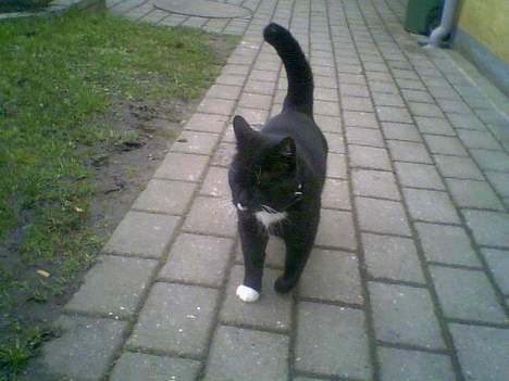 Blanding af racer død billede 3