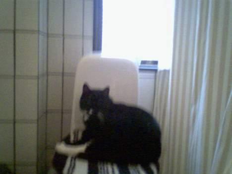 Blanding af racer død - man kan da heller ikk være i fred billede 4