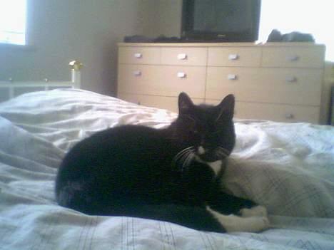 Blanding af racer død billede 5