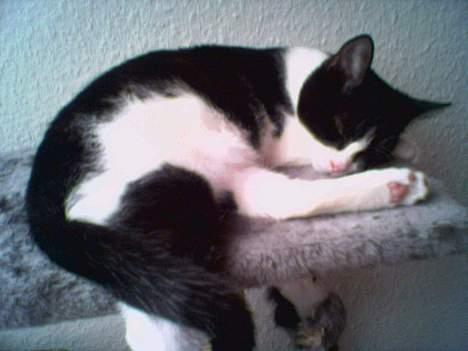 Huskat freja - mig og mit klattetræ :) billede 2