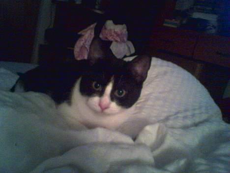 Huskat freja - så er det slappe af tid :) billede 3