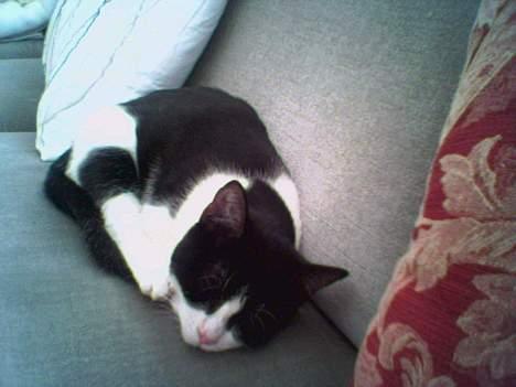 Huskat freja - så er det sove tid :) billede 4