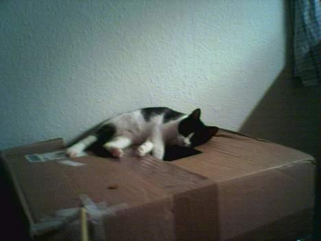 Huskat freja - her er så min dejlige papkasse :) billede 5