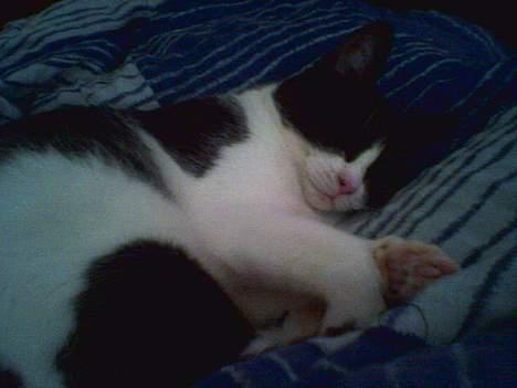 Huskat freja billede 6