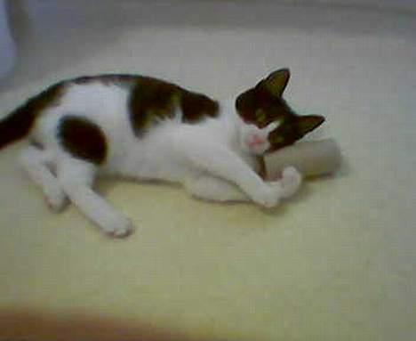 Huskat freja - det er min tomme wc rulle billede 7