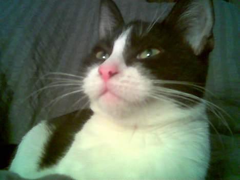 Huskat freja - hej alle katte der ude på kattegalleri er livet ikke bare dejligt billede 8