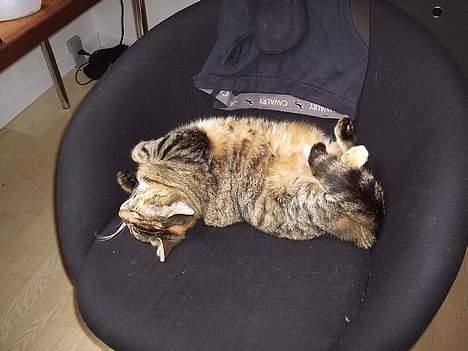 Huskat Miis (: - ´ Jeg er en død antilope xD´ © Kristine Licht (mig) billede 15