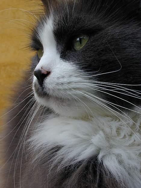 Blanding af racer Jogge billede 10