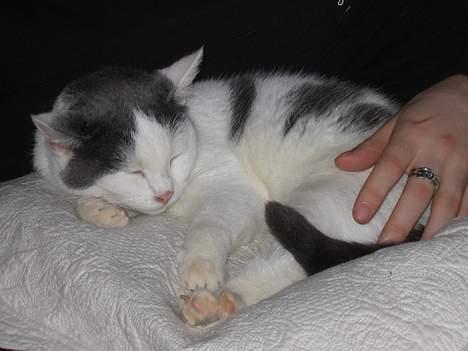 Huskat Rullie billede 10