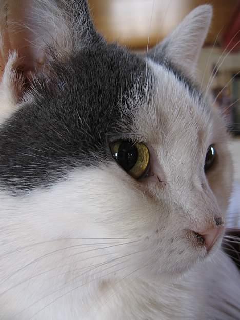 Huskat Rullie billede 11