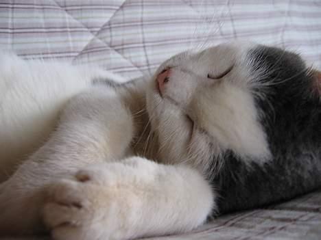 Huskat Rullie billede 12