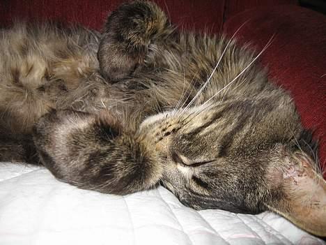 Maine Coon Champagnes Mustang (Musta - Endnu et sove billede. Det er også det Musta bruger det meste af sit døgn på. billede 14