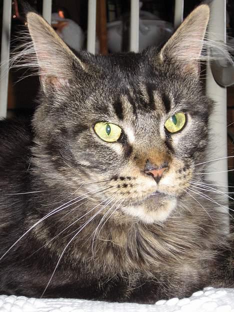 Maine Coon Champagnes Mustang (Musta billede 15