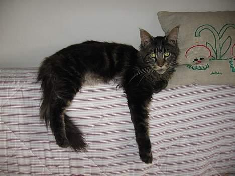 Maine Coon Champagnes Mustang (Musta - Sofapude? - Det ser i hvret fald sjovt ud :P billede 16