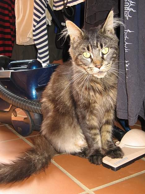 Maine Coon Champagnes Mustang (Musta billede 17