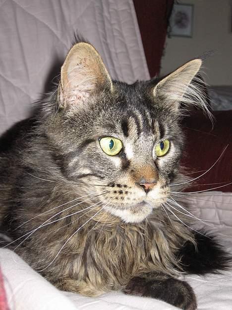 Maine Coon Champagnes Mustang (Musta billede 18