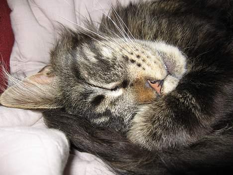 Maine Coon Champagnes Mustang (Musta billede 19