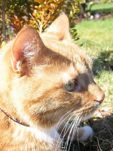 Huskat Arnold billede 15