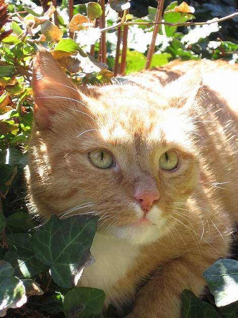 Huskat Arnold billede 16