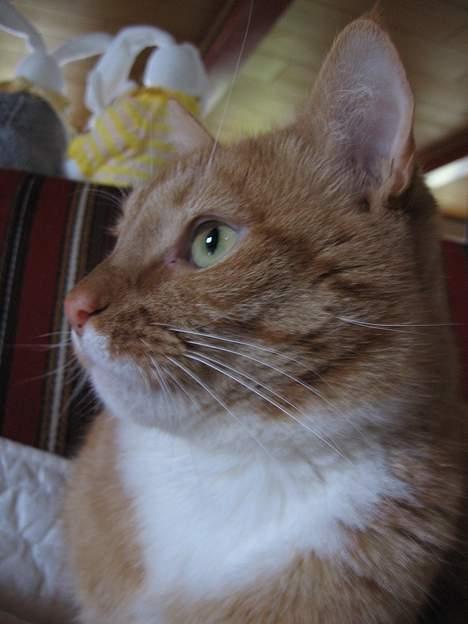 Huskat Arnold billede 17