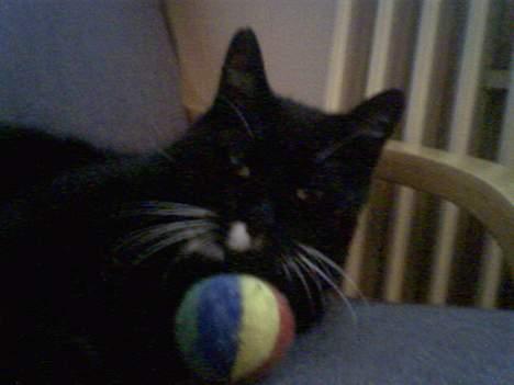 Blanding af racer død billede 6