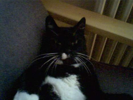 Blanding af racer død - halløjsa billede 7