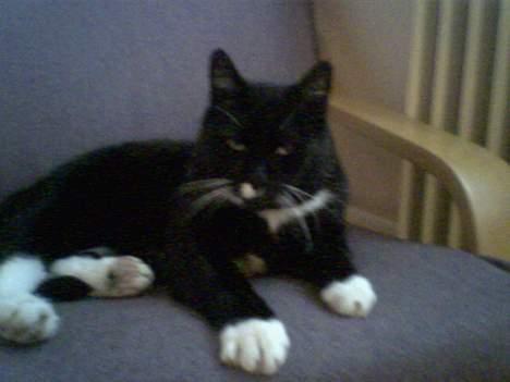 Blanding af racer død billede 8