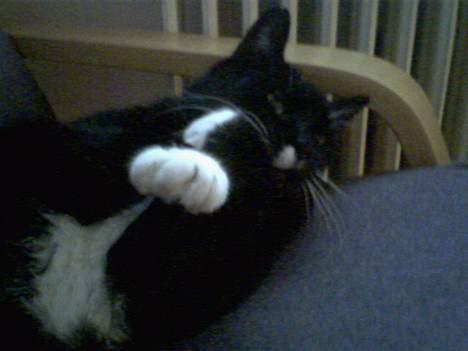 Blanding af racer død - gå væk har morgen hår billede 9