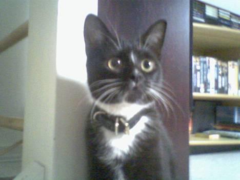 Huskat chili død billede 1