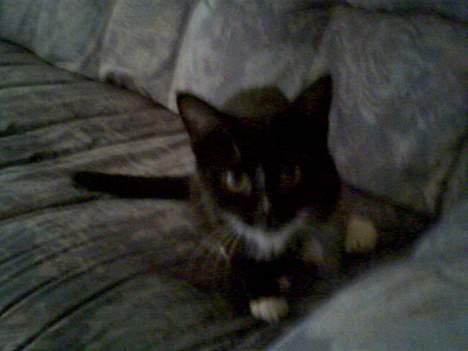 Huskat chili død billede 2