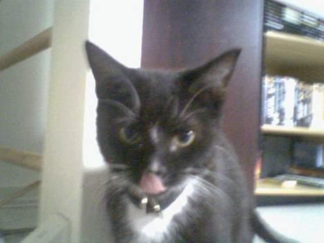 Huskat chili død - se hvor fræk jeg er billede 3