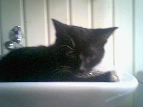 Huskat chili død - chili te kop billede 4