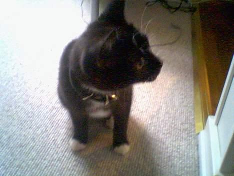 Huskat chili død billede 5