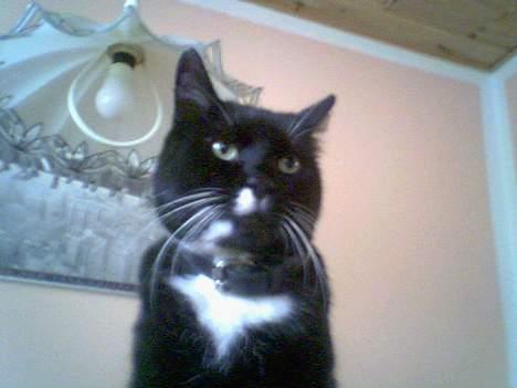 Blanding af racer død - ha ha jeg kunne komme op på bordet selvom jeg ikk må billede 10