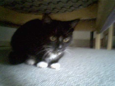 Huskat chili død billede 6