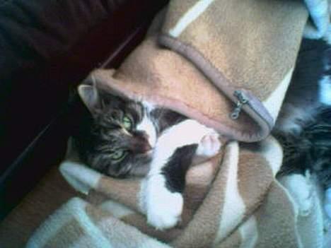 Huskat Mulle - død - Her har hun så putte sig godt ned i et tæppe... billede 1