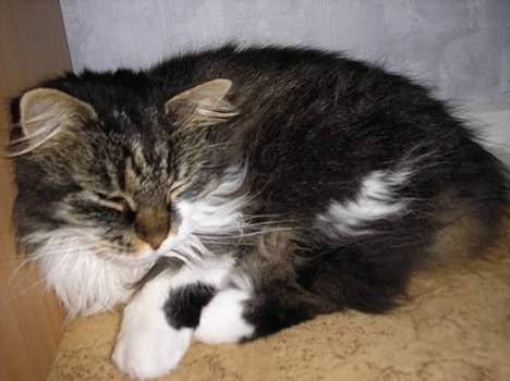 Huskat Mulle - død - En lille lur, kan man vel altid tage. billede 4