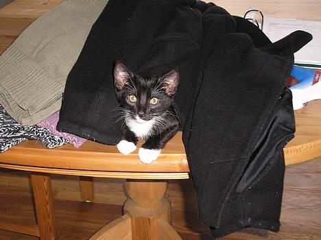 Huskat Mulle - død - her er så den nye lillebror, er ikke helt glad for ham endnu. billede 5