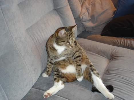 Blanding af racer FiFi - Ømh menneskelig kat, der sidder og ser tv :D billede 15