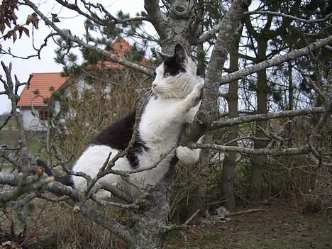 Blanding af racer KisserJebadiaSpringfield† - April 2006 billede 17