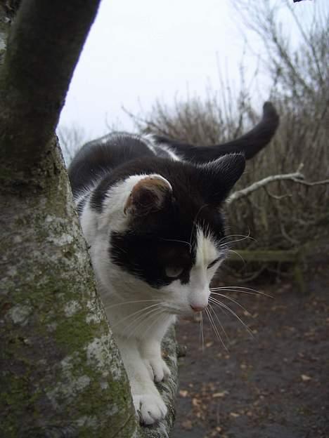 Blanding af racer KisserJebadiaSpringfield† - April 2006 billede 18