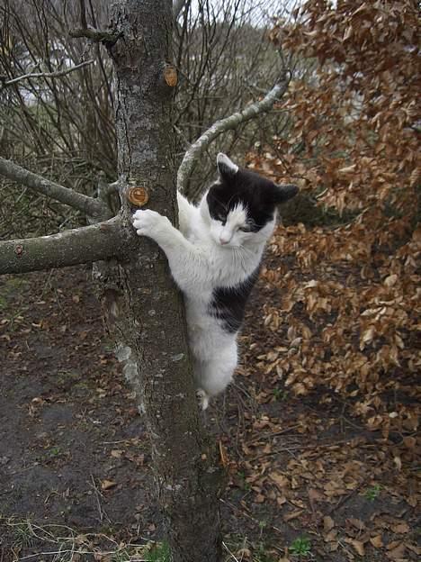 Blanding af racer KisserJebadiaSpringfield† - April 2006 billede 19