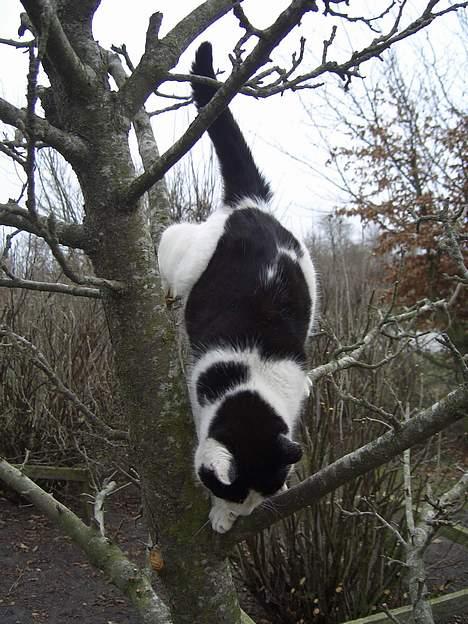 Blanding af racer KisserJebadiaSpringfield† - April 2006 billede 20