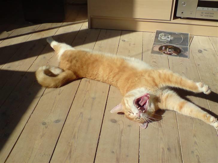 Huskat Rita (misse lange hale) - Jeg er lidt en tiger. billede 18