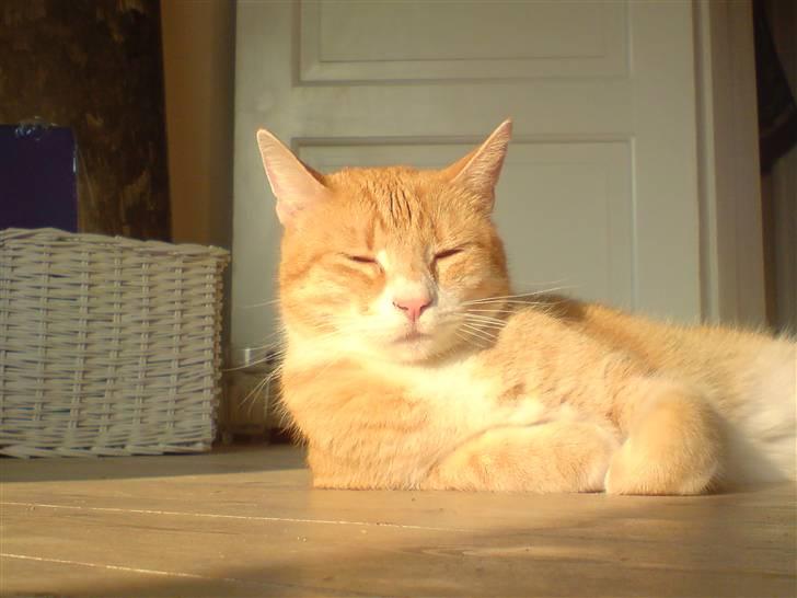 Huskat Rita (misse lange hale) - Jeg elsker at ligger her og slikke sol. billede 19