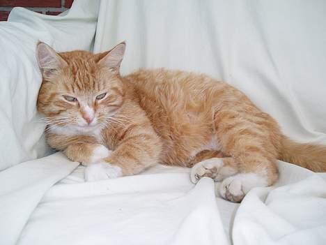 Huskat Trille <,3 - Trille sidste år, engang i sommer 2oo5, hvor hun os var garvid, eller hvad det hedder når katte, har kilninger i maven ? der havde hun Garfiled & Berta i maven :]  billede 13