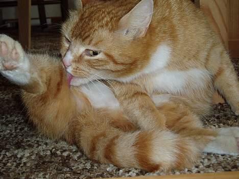 Huskat Trille <,3 - Trille der er i bad.. :] Hun slikker sig :]  2oo5 billede 14