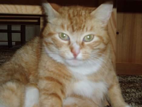 Huskat Trille <,3 - Nårh... Hvor er hun kær.. man kan ikke andet end at elske hende ... 2oo5 billede 15