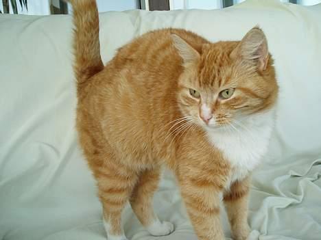 Huskat Trille <,3 - Hun står lige og straker sig :]   2oo5 billede 16