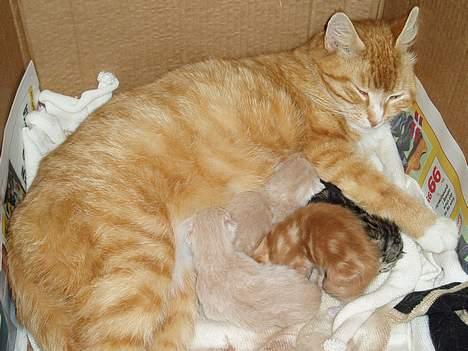 Huskat Trille <,3 - trille med sine katte krilnlinger :]   de blev født den 16 maj 2oo5 , Garfiled er deb røde og den grå er Berta <,3  billede 17